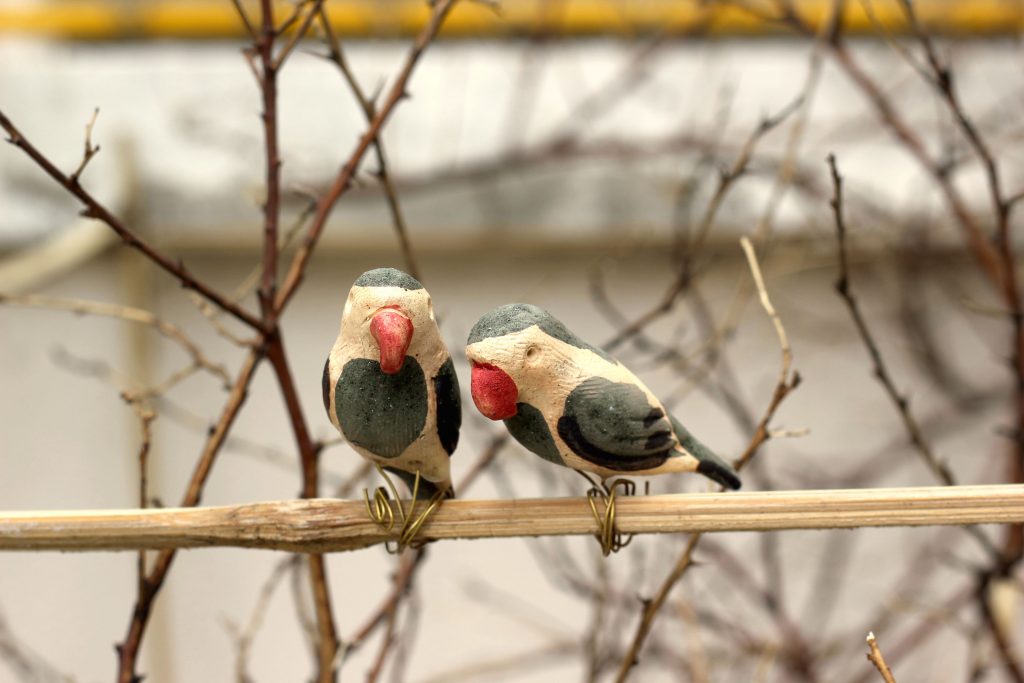 parrots-low-res