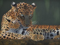 Art works by Manjunath Bhat