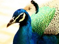 Saro Click